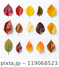 A collection of autumn leaves neatly laid out on a white background. Each leaf is unique in shape and texture 119068523