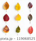 A collection of autumn leaves neatly laid out on a white background. Each leaf is unique in shape and texture 119068525