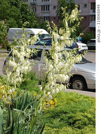 Flowers Yucca filamentosa is a perennial evergreen monoecious almost stemless plant with a woody base, a species of the genus Yucca of the Asparagus family Flowers Yucca filamentosa is a perennial evergreen monoecious almost stemless plant with a woody base, a species of the genus Yucca of the Asparagus family 119068849