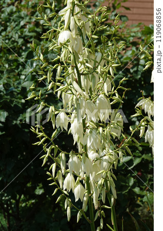 Flowers Yucca filamentosa is a perennial evergreen monoecious almost stemless plant with a woody base, a species of the genus Yucca of the Asparagus family 119068856