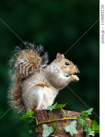 Portrait of a grey squirrel eating nut on a tree stump 119069136