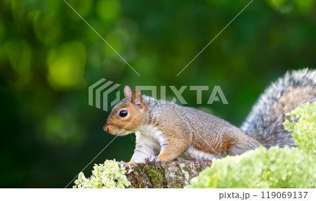 Portrait of a grey squirrel standing on a tree stump Portrait of a grey squirrel standing on a tree stump 119069137
