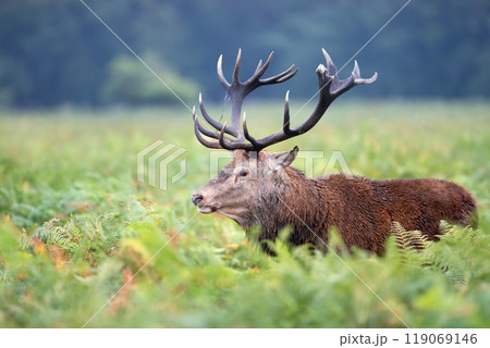 Portrait of a red deer stag standing in bracken during the rut in autumn 119069146