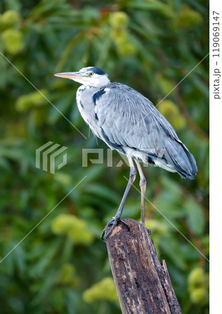 Portrait of a grey heron perched on a tree stump against colourful background 119069147