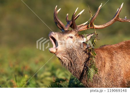 Portrait of a red deer stag calling during the rut in autumn 119069148