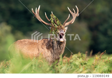 Portrait of a red deer stag calling during the rut in autumn Portrait of a red deer stag calling during the rut in autumn 119069149