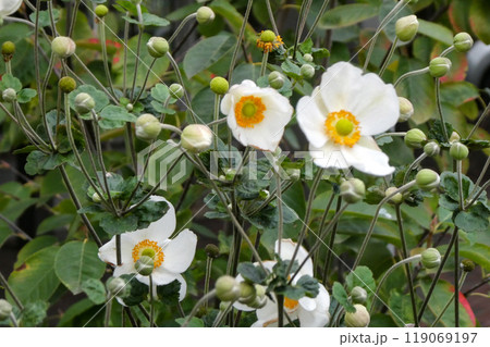 シュウメイギクは秋が明るいとかく秋明菊 楚々として逞しい秋の花 シュウメイギクは秋が明るいとかく秋明菊 楚々として逞しい秋の花 119069197