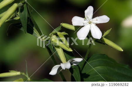 Saponaria or Soapwort is a large beautiful flower plant blooming in summer Saponaria or Soapwort is a large beautiful flower plant blooming in summer 119069282