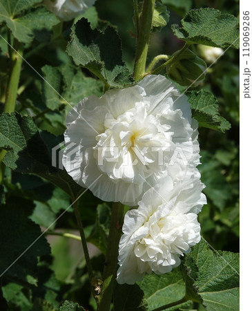 Double mallow is a beautiful flower is a large beautiful flower blooming in summer Double mallow is a beautiful flower is a large beautiful flower blooming in summer 119069286