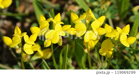 Flowers Ladvenets tenuis - a genus of annual and perennial herbs or subshrubs of the legume family Flowers Ladvenets tenuis - a genus of annual and perennial herbs or subshrubs of the legume family 119069299