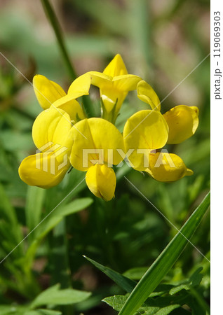 Flowers Ladvenets tenuis - a genus of annual and perennial herbs or subshrubs of the legume family Flowers Ladvenets tenuis - a genus of annual and perennial herbs or subshrubs of the legume family 119069303