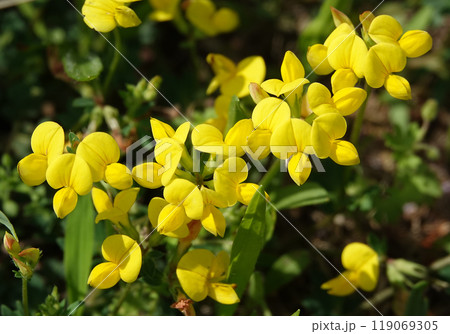 Flowers Ladvenets tenuis - a genus of annual and perennial herbs or subshrubs of the legume family Flowers Ladvenets tenuis - a genus of annual and perennial herbs or subshrubs of the legume family 119069305