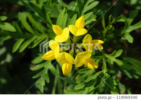 Flowers Ladvenets tenuis - a genus of annual and perennial herbs or subshrubs of the legume family Flowers Ladvenets tenuis - a genus of annual and perennial herbs or subshrubs of the legume family 119069306