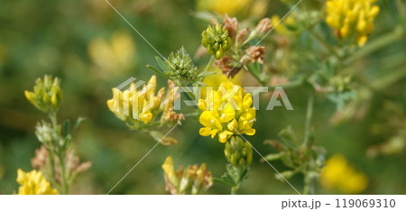 Flowers Lucerne is a genus of annual and perennial herbs or subshrubs of the legume family Flowers Lucerne is a genus of annual and perennial herbs or subshrubs of the legume family 119069310