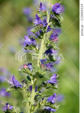 The Echium vulgare flower is a species of herbaceous plant, family Boraginaceae 119069324