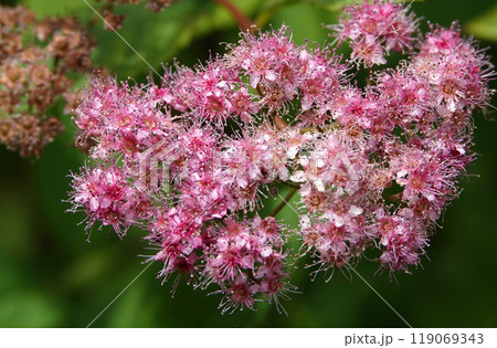 Flowers Astilbe Arendsii or False Spiraea is a herbaceous plant Flowers Astilbe Arendsii or False Spiraea is a herbaceous plant 119069343