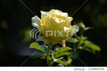 Rose flower close-up - it is a perennial bush plant, family Rosaceae, genus Rosa Rose flower close-up - it is a perennial bush plant, family Rosaceae, genus Rosa 119069359