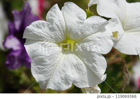 Flowers Petunia flowering plants close-up very delicate and beautiful 119069366