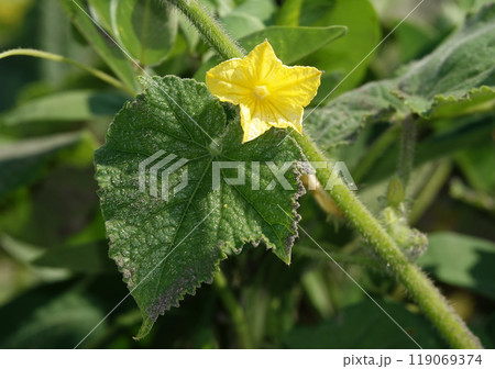 Cucumber blooming in summer with yellow flower 119069374