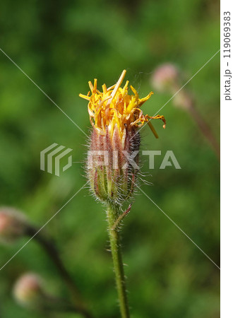 Flowers Common hawkweed, or hairy hawkweed, is a perennial herbaceous plant of the Asteraceae or Compositae family, a species of the genus Hawkweed. 119069383