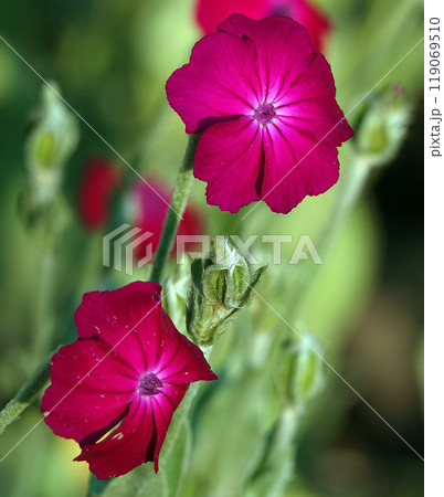 Lychnis coronata flowers close-up in the field Lychnis coronata flowers close-up in the field 119069510