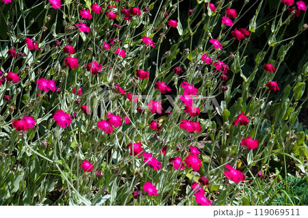 Lychnis coronata flowers close-up in the field Lychnis coronata flowers close-up in the field 119069511