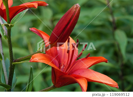 Flowers Lily Red Highland Lily Asiatic is a perennial herbaceous plant, family Liliaceae Flowers Lily Red Highland Lily Asiatic is a perennial herbaceous plant, family Liliaceae 119069512