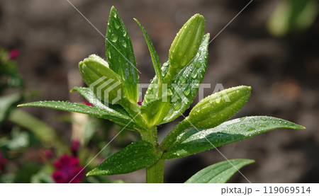 Flowers Lily is a perennial herbaceous plant, family Liliaceae 119069514