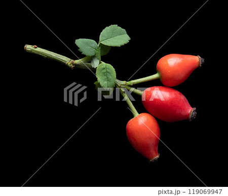 Branch with fresh rose hips on black background. Also rose haw or rose hep, red ripe fruits, used for herbal teas, jam and can be eaten raw. One of the richest vitamin C sources available in plants. 119069947
