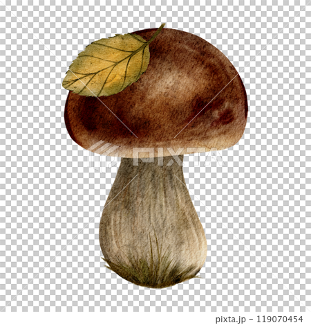 A watercolor painting of a edible mushroom with a brown cap and a green-yellow leaf resting on top. The mushroom has a thick stem with grass at its base, giving it an autumnal feel. A watercolor painting of a edible mushroom with a brown cap and a green-yellow leaf resting on top. The mushroom has a thick stem with grass at its base, giving it an autumnal feel. 119070454