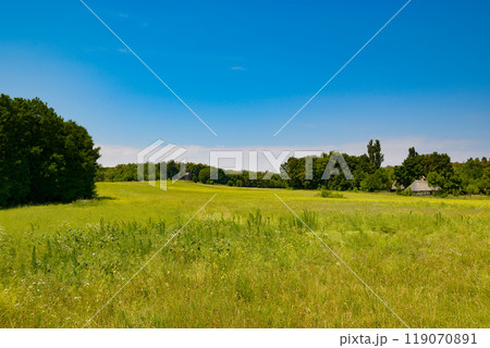 Beautiful meadow with different types of grass. Beautiful meadow with different types of grass. 119070891