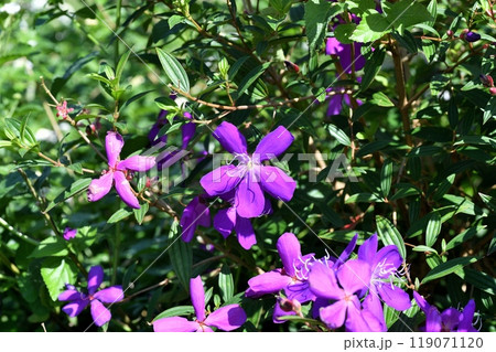 シコンノボタンの花 シコンノボタンの花 119071120