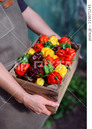 Ripened multicolored habanero peppers in wooden bowl Ripened multicolored habanero peppers in wooden bowl 119071245