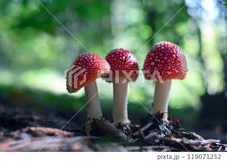 Three fly agaric mushrooms in summer forest 119071252