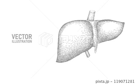 Drawing line art anatomical human liver silhouette. Healthy medicine concept design world liver health day one sketch outline drawing vector illustration Drawing line art anatomical human liver silhouette. Healthy medicine concept design world liver health day one sketch outline drawing vector illustration 119071281