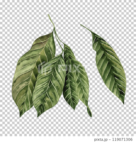 Cocoa tree leaf isolated on white background. Hand-drawn watercolor illustration on white background in green shades, in botanical style. For packaging design, printing, invitations, textiles 119071306