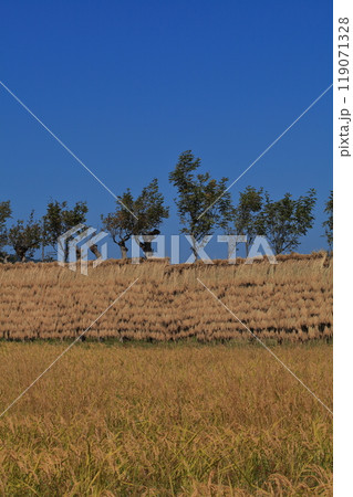 稲の天日干し 稲の天日干し 119071328