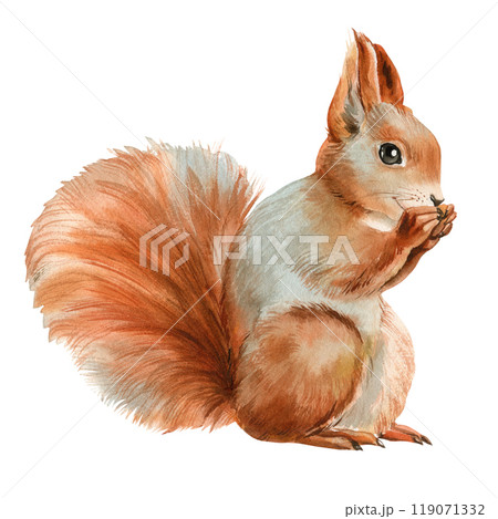 Cute squirrel Watercolor illustration on an isolated background. Forest cute animals eating a nut drawn in watercolor Cute squirrel Watercolor illustration on an isolated background. Forest cute animals eating a nut drawn in watercolor 119071332