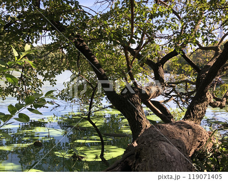 Duckweed covered pond, green overgrown lake 119071405