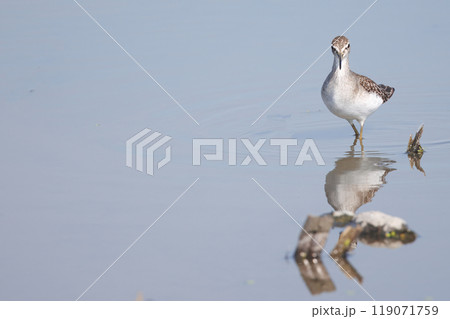 レンコン畑で餌を探すタカブシギ 119071759