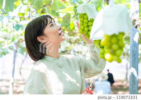 ぶどう狩りをする女性　果物狩りをする女性 119071831