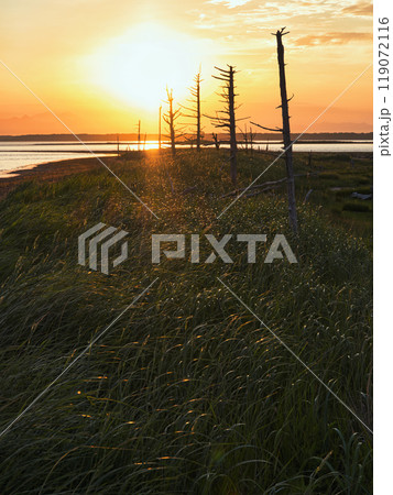 トドワラと夕焼け 119072116