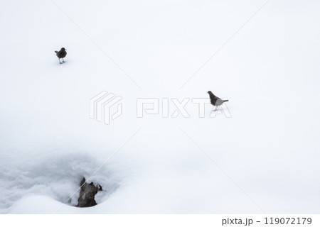 【白川郷】雪遊びをするカワガラス 119072179
