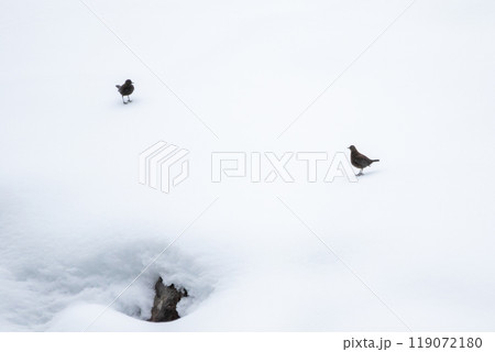 【白川郷】雪遊びをするカワガラス 【白川郷】雪遊びをするカワガラス 119072180