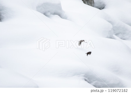 【白川郷】雪遊びをするカワガラス 【白川郷】雪遊びをするカワガラス 119072182