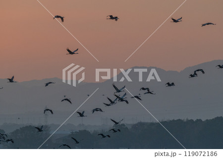 黄金色の朝　鶴の飛翔　　 119072186
