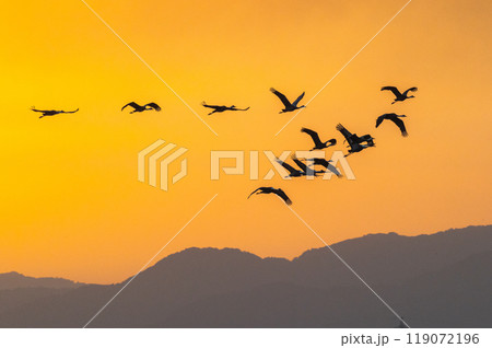 黄金色の朝　鶴の飛翔　　 119072196