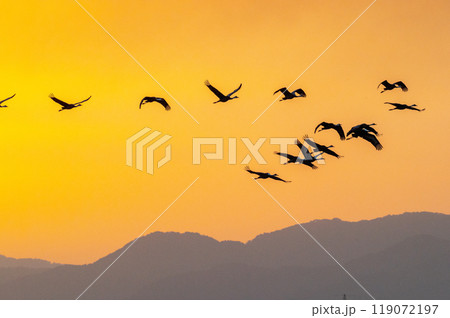 黄金色の朝　鶴の飛翔　　 119072197