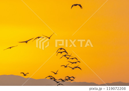 黄金色の朝　鶴の飛翔　　 119072208
