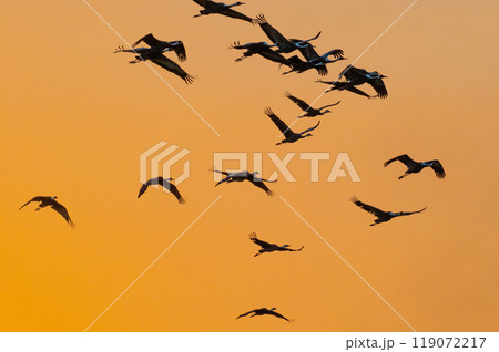 黄金色の朝 鶴の飛翔 黄金色の朝 鶴の飛翔 119072217
